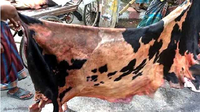 বন্দরে জাকির খানের নামে কোরবানীর চামড়া লুটের অভিযোগ
