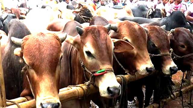 সিটি করপোরেশনের ২২ স্থানে বসবে কোরবানির পশুর হাট