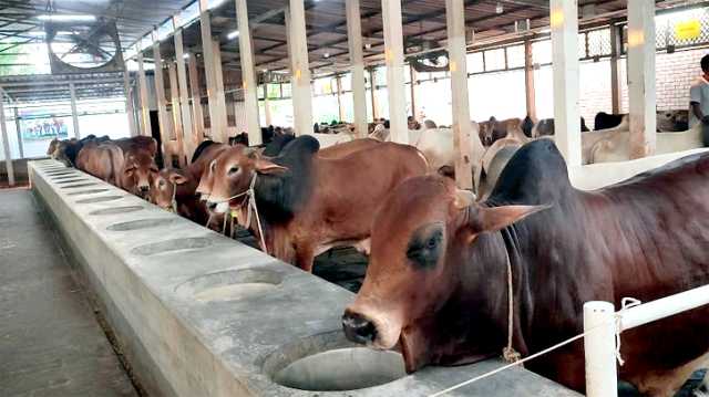 নারায়ণগঞ্জে কোরবানীর চাহিদার তুলনায় পশু ঘাটতি ১২৮২৬টি