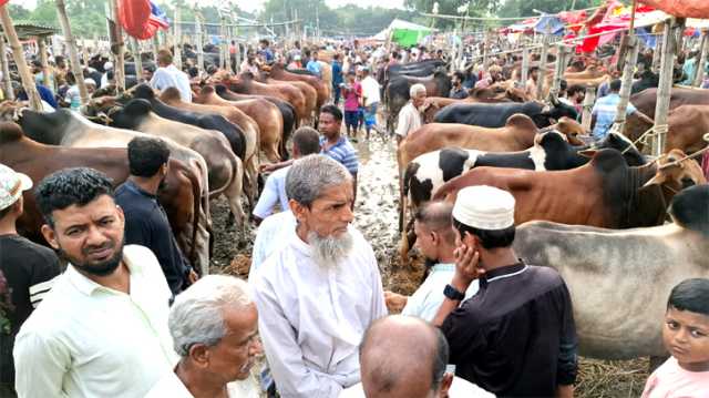 আড়াইহাজারে জমে উঠেছে কুরবানীর পশুর হাট 
