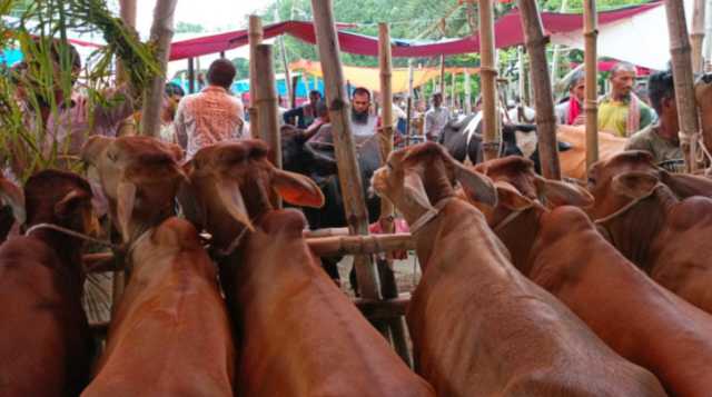 আড়াইহাজারে বিএনপি নেতাদের অবৈধ পশুর হাট, রাজস্ব ফাঁকি