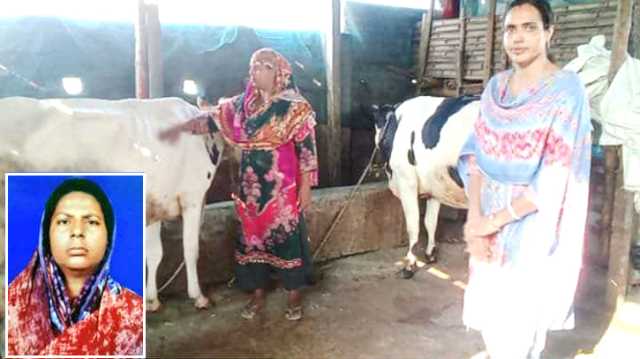 ফতুল্লায় ষাঁড় পালনের মধ্য দিয়ে সফল নারী খামারি ফরিদা