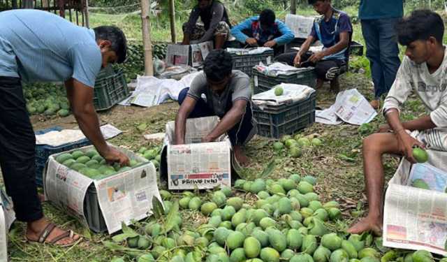 সরকারি প্রকল্পের আওতায় আম রপ্তানিতে ধস