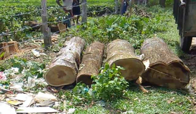 ছায়াবৃক্ষ কাটায় চা উৎপাদনে বিরূপ প্রভাব