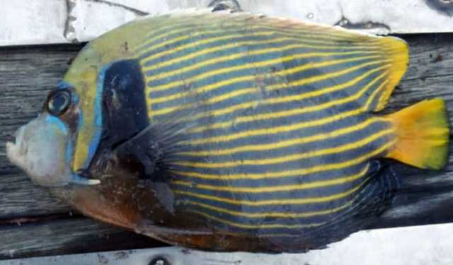 জেলের জালে বিরল প্রজাতির অ্যাঞ্জেলফিশ