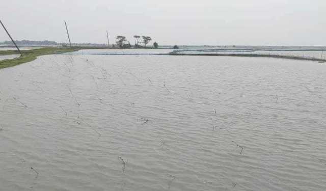 বাগেরহাটে চিংড়ি ঘেরে বাগদায় মড়ক