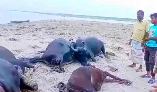 বজ্রপাতে ১১টি মহিষের মৃত্যু, ভাসিয়ে দেওয়া হলো নদীতে