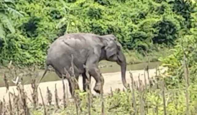 মিয়ানমার সীমান্তে মাইন বিস্ফোরণে হাতি আহত