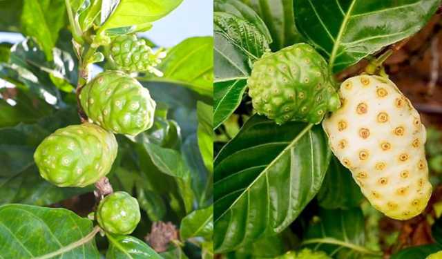 বাকৃবির ননী ফল সুপার ফুড নাকি লিভারের জন্য হুমকি?