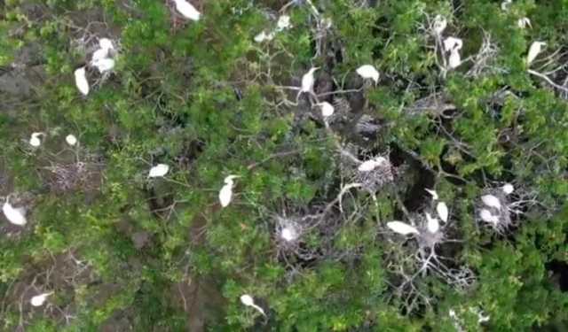 বাড়ি নয়, যেন পাখরি মেলা