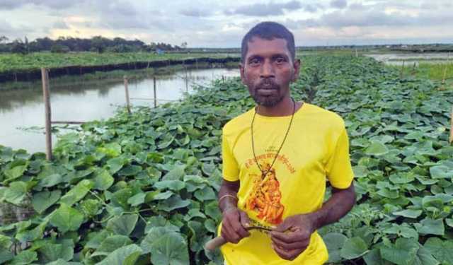 হাড়িডাঙ্গা বিলে শসার ব্যাপক ফলন