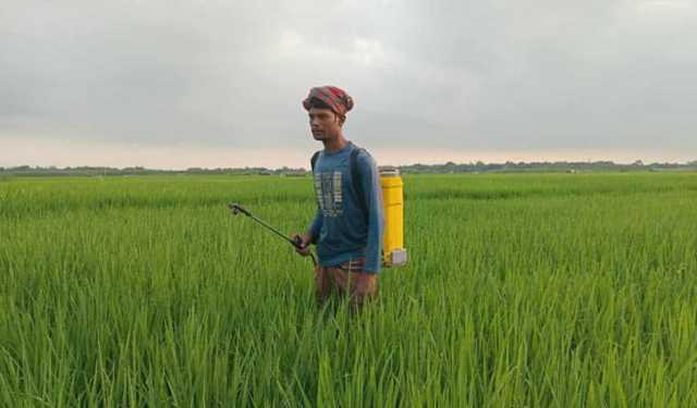 দৌলতপুরে পোকার আক্রমণে হুমকির মুখে ফলন