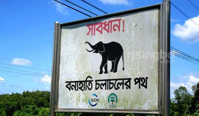 কক্সবাজারে বন্যহাতির অস্তিত্ব সংকট, করিডোর হারিয়ে বিলুপ্তির শঙ্কা