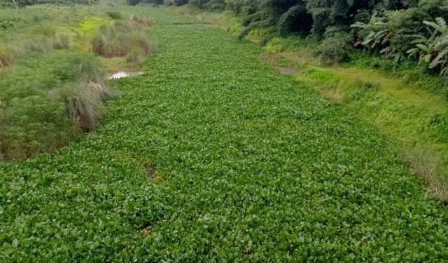 গাজীখালির বুকে ‌‘কচুরিপানা’