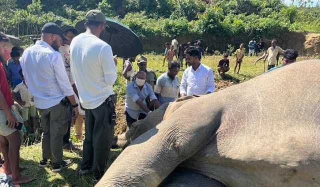 উখিয়ায় বিদ্যুৎস্পৃষ্টে হাতির মৃত্যুতে মামলা