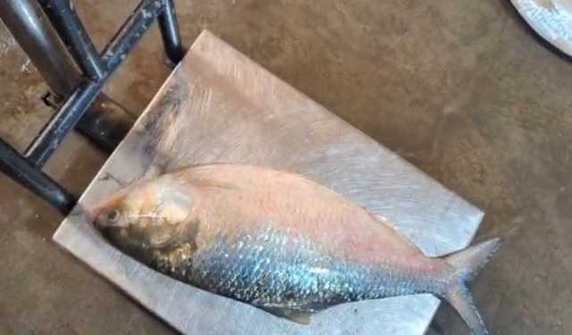১৭৩০ গ্রামের ইলিশ বিক্রি হলো ৫১৯০ টাকায়