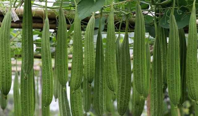 ঝিঙে খেলে শরীরে যা ঘটে