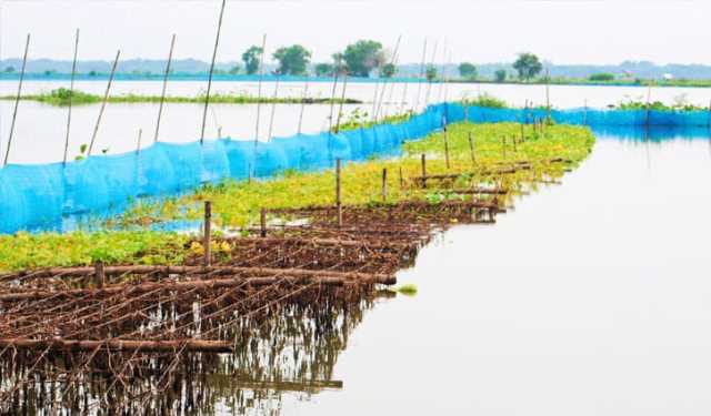 যশোরে অতিবর্ষণে ভেসে গেছে ১৩৪ কোটি টাকার মাছ