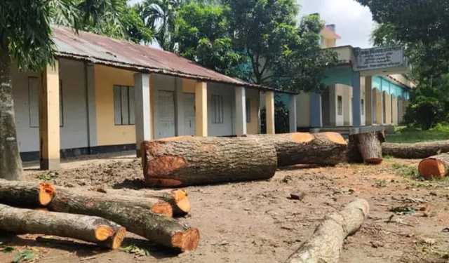 দুর্গাপূজার ছুটিতে বিদ্যালয়ের গাছ বিক্রির অভিযোগ