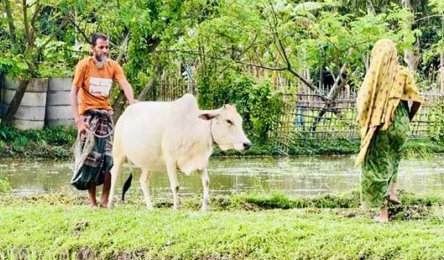 গরুর সাহায্যে চলাফেরা করা অন্ধ কাজেম আলীর গল্প