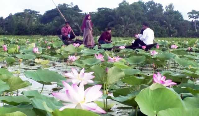 বলাকইড় বিলে সৌন্দর্য  ছড়াচ্ছে রাশি রাশি পদ্মের আভা