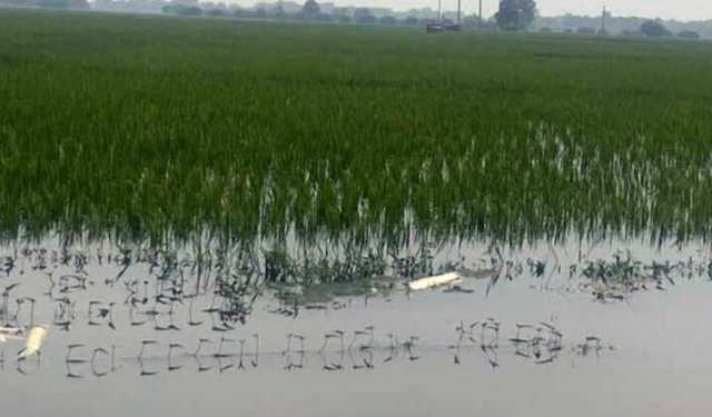 চাঁপাইনবাবগঞ্জে ১৪ হাজার বিঘা নিমজ্জিত, ৮ হাজার কৃষকের ক্ষতি