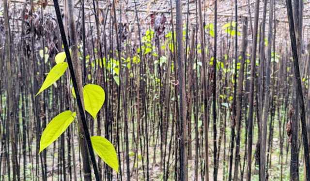টেকনাফে পান চাষে বিপর্যয়