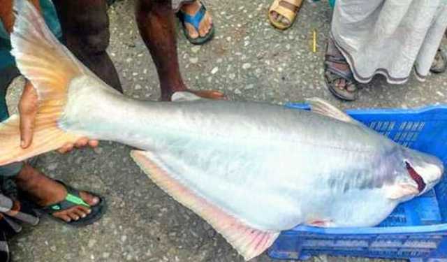 বড়শিতে ২৩ কেজির পাঙ্গাস, সাড়ে ২৩ হাজারে বিক্রি