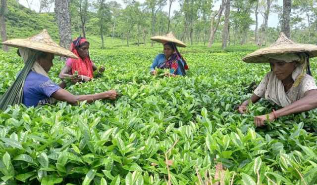 চা শ্রমিকদের টাকা গেল অন্যদের বিকাশে