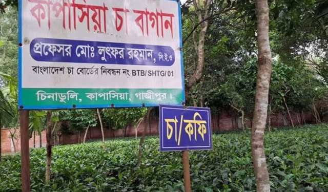 সমতল ভূমিতে চা বাগান, গাজীপুরে নতুন সম্ভাবনা