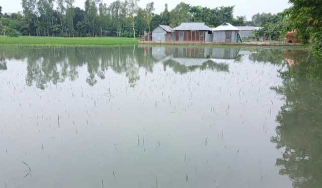 কুড়িগ্রামে ১৭০ হেক্টর জমির ফসল নিমজ্জিত