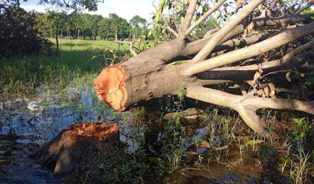 রামেবি ক্যাম্পাসের গাছ কাটার কথা জানতেন রেজিস্ট্রার!