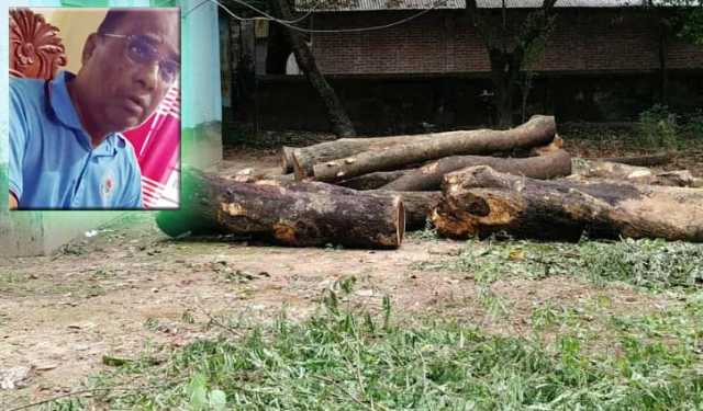 এসিল্যান্ডের নির্দেশে গাছ কেটে শোকজ খেলেন তহশীলদার