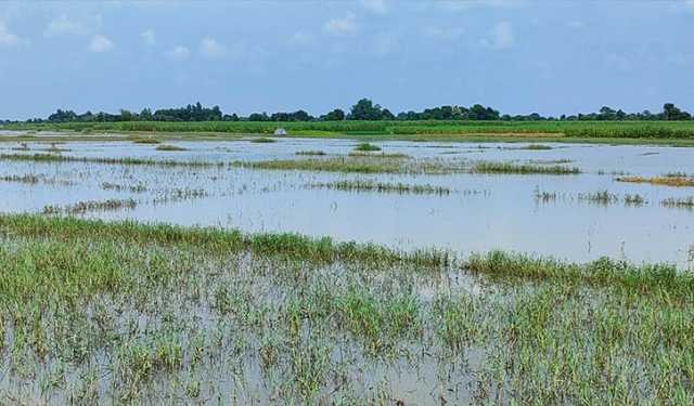 ভৈরব নদের পানিতে ডুবল চুয়াডাঙ্গায় ফসলের মাঠ 