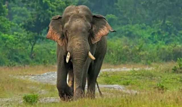 হাতির চিকিৎসা দিতে গিয়ে আহত ৩ জনকে আনা হলো ঢাকায় 