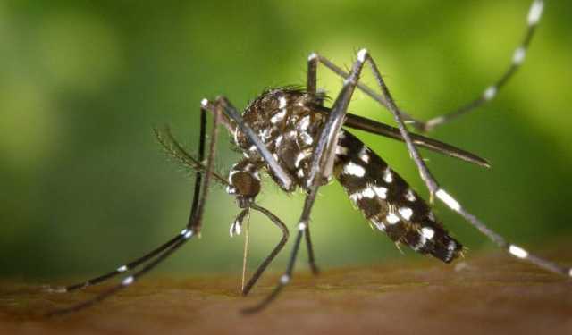 ডেঙ্গুর ধরন বদলাচ্ছে, বাড়ছে জটিলতা ও মৃত্যু