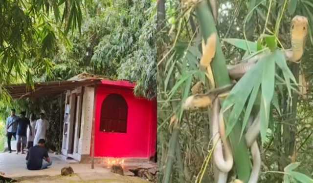 কচুয়ার মনসামুড়া বাঁশঝাড় যেন সাপের স্বর্গরাজ্য