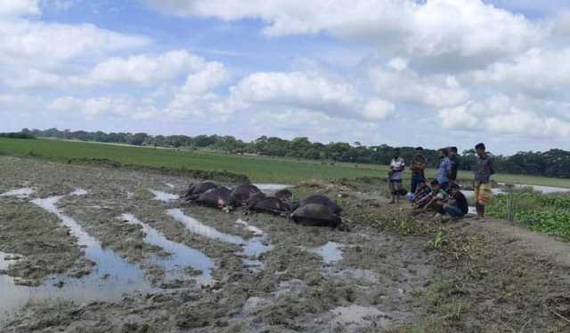 ঘাস খেয়ে একে একে মারা গেল ৯ মহিষ