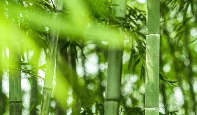 আজ বিশ্ব বাঁশ দিবস