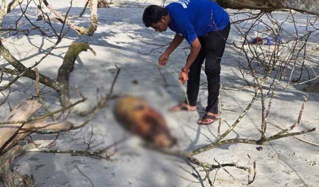কুয়াকাটায় ফের ভেসে এল ১০ ফুট লম্বা মৃত ডলফিন