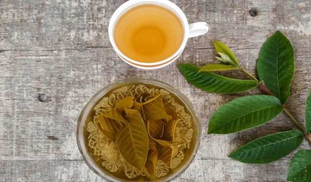 পেয়ারা পাতার রস হাঁটু ব্যথাসহ আরও যেসব ব্যথা কমাতে পারে