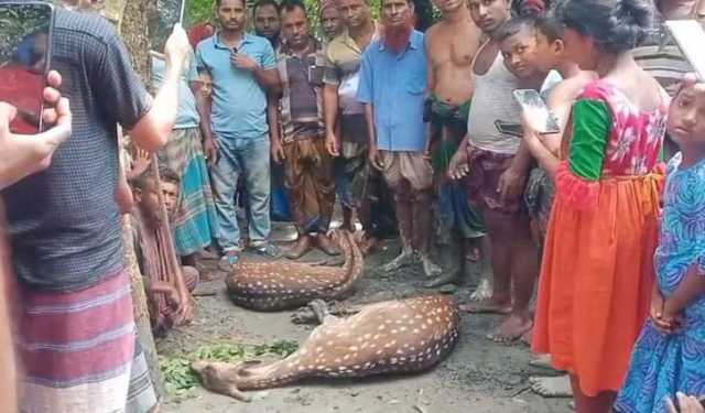 বাঘের তাড়া খেয়ে নদী সাঁতরে লোকালয়ে দুই হরিণ