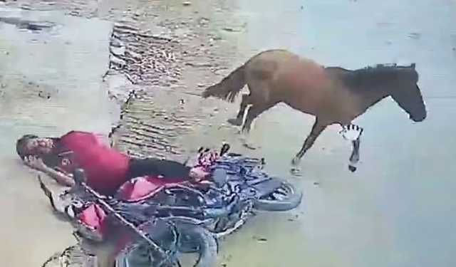 ফরিদপুরে পাগলা ঘোড়ার কামড়ে আহত ২০