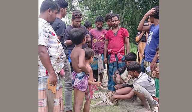 আহত মেছো বাঘকে পিটিয়ে মারল এলাকাবাসী