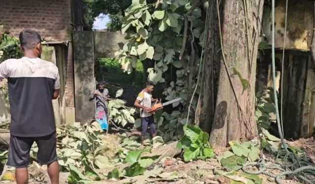 ব্রাহ্মণবাড়িয়ার সেগুন গাছটি কার? জেলা পুলিশ-গণপূর্তের ভিন্ন বক্তব্য