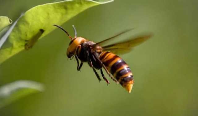 গোপালগঞ্জে ভিমরুলের কামড়ে বৃদ্ধের মৃত্যু