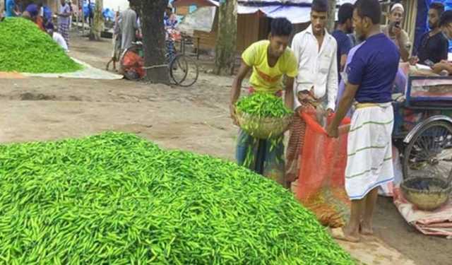 মানিকগঞ্জে মরিচের দাম পেয়ে চাষি খুশি