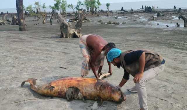 কুয়াকাটায় আবারো মৃত ডলফিন ভেসে এল