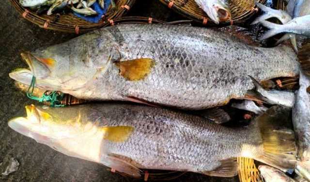 নাফ নদীতে বড়শিতে ধরা পড়ল সাড়ে ৩৪ কেজির ২ কোরাল