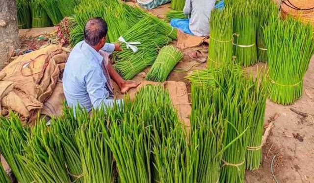 হবিগঞ্জের পাহাড়ে সজনের ফলনে চাষিরা লাভবান 
